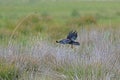Red-billed Chough (Pyrrhocorax pyrrhocorax) flying through the grass Royalty Free Stock Photo