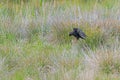 Red-billed Chough (Pyrrhocorax pyrrhocorax) flying through the grass Royalty Free Stock Photo