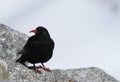 Red-billed chough Royalty Free Stock Photo