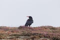 A red-billed chough, Pyrrhocorax pyrrhocorax, on Ouessant in France Royalty Free Stock Photo