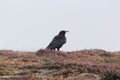 A red-billed chough, Pyrrhocorax pyrrhocorax, on Ouessant in France Royalty Free Stock Photo