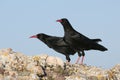 Red billed Chough, Pyrrhocorax pyrrhocorax Royalty Free Stock Photo