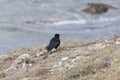 A red-billed chough, Pyrrhocorax pyrrhocorax, on a rock cliff Royalty Free Stock Photo