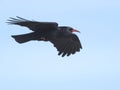 Red-billed chough, Pyrrhocorax pyrrhocorax Royalty Free Stock Photo