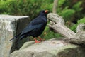 Red-billed chough Royalty Free Stock Photo
