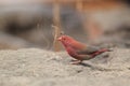 Red-billed Firefinch Royalty Free Stock Photo