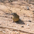 Red-billed Firefinch, female Royalty Free Stock Photo