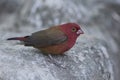 Red-billed firefinch Royalty Free Stock Photo