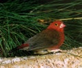 Red-Billed Firefinch, lagonosticta senegala Royalty Free Stock Photo