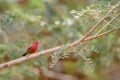 Red-billed Firefinch - Lagonosticta senegala Royalty Free Stock Photo