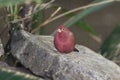 Red-billed Firefinch, Lagonosticta senegala, resting on a rock Royalty Free Stock Photo