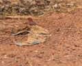 Red-billed Firefinch,male Royalty Free Stock Photo