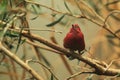 Red-billed firefinch Royalty Free Stock Photo