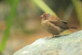 Red-billed firefinch Royalty Free Stock Photo