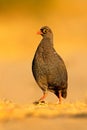 Red-billed Francolin, Francolinus adspersus, bird in the nature habitat, Chobe National Park, Botswana, Africa Royalty Free Stock Photo