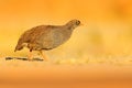 Red-billed Francolin Spurfowl , Francolinus adspersus, bird in the nature habitat, Chobe National Park, Botswana, Africa. Evening Royalty Free Stock Photo