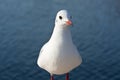 Red-billed gull (1) Royalty Free Stock Photo