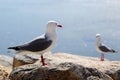 Red-billed Gull Royalty Free Stock Photo
