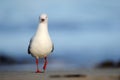 Red-billed Gull Royalty Free Stock Photo
