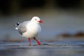 Red-billed Gull Royalty Free Stock Photo