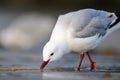 Red-Billed Gull