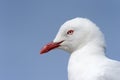 Red-Billed Gull Royalty Free Stock Photo