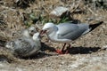 Red-Billed Gull Royalty Free Stock Photo