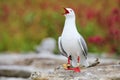 Red-billed gull with bands on its legs Royalty Free Stock Photo