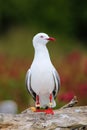 Red-billed gull with bands on its legs