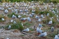 Red-billed Gull chicks