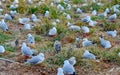 Red-billed Gull chicks