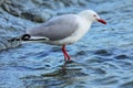 Red-billed gull on the coast of Kaikoura peninsula, South Island, New Zealand Royalty Free Stock Photo