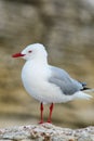 Red-billed gull on the coast of Kaikoura peninsula, South Island, New Zealand Royalty Free Stock Photo