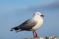 Red-billed gull on the coast of Kaikoura peninsula, South Island, New Zealand Royalty Free Stock Photo