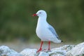 Red-billed gull on the coast of Kaikoura peninsula, South Island, New Zealand Royalty Free Stock Photo