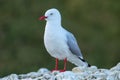 Red-billed gull on the coast of Kaikoura peninsula, South Island, New Zealand Royalty Free Stock Photo