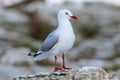 Red-billed gull on the coast of Kaikoura peninsula, South Island, New Zealand Royalty Free Stock Photo