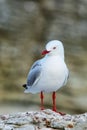 Red-billed gull on the coast of Kaikoura peninsula, South Island, New Zealand Royalty Free Stock Photo