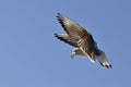 Red-billed Gull Royalty Free Stock Photo