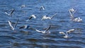 Red-billed Gull Royalty Free Stock Photo