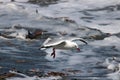 Red-billed gull in flight over waves, edge of sea Royalty Free Stock Photo
