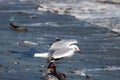 Red-billed gull in flight over waves, edge of sea Royalty Free Stock Photo