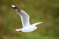 Red-billed gull in flight Royalty Free Stock Photo