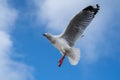 Red-billed gull flying with blue sky and cloud at Christchurch, New Zealand Royalty Free Stock Photo