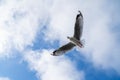 Red-billed gull flying with blue sky and cloud at Christchurch, New Zealand Royalty Free Stock Photo