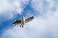 Red-billed gull flying with blue sky and cloud at Christchurch, New Zealand Royalty Free Stock Photo