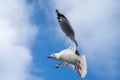 Red-billed gull flying with blue sky and cloud at Christchurch, New Zealand Royalty Free Stock Photo