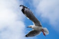 Red-billed gull flying with blue sky and cloud at Christchurch, New Zealand Royalty Free Stock Photo