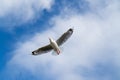 Red-billed gull flying with blue sky and cloud at Christchurch, New Zealand Royalty Free Stock Photo