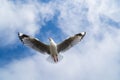 Red-billed gull flying with blue sky and cloud at Christchurch, New Zealand Royalty Free Stock Photo